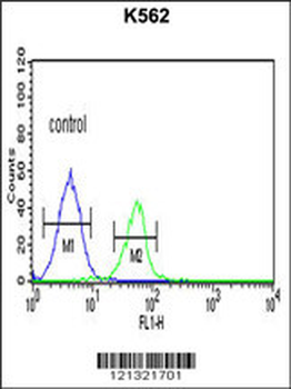 PLA2G4B Antibody (Center)