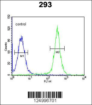 GSDMA Antibody (N-term)