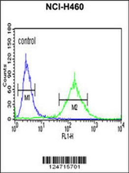 BBS10 Antibody (C-term)