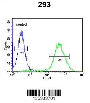 CCR1 Antibody (N-term)