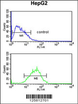 WDR82 Antibody (N-term)