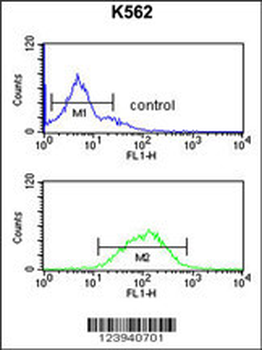 GABRG3 Antibody (N-term)