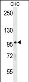 PARP8 Antibody (Center)