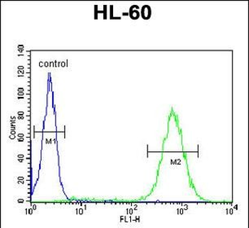 BHLHB5 Antibody (Center)