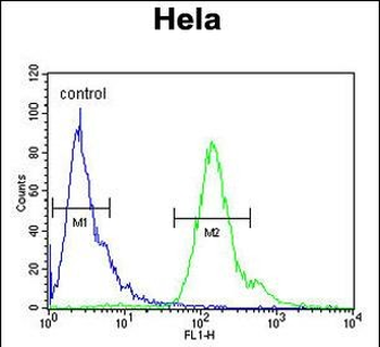 MMGT1 Antibody (C-term)