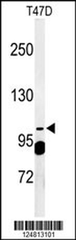 SC24A Antibody (Center)