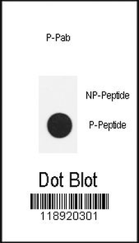 Phospho-Nanog(S71) Antibody
