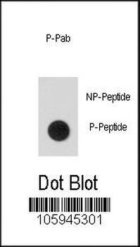 Phospho-STAT5a(S726) Antibody