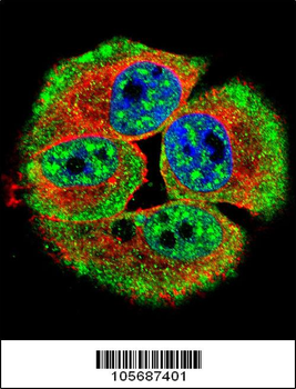 Phospho-HER4(Y1162) Antibody