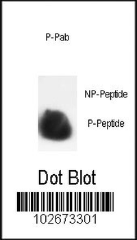 Phospho-HIST1H3B3(S10) Antibody