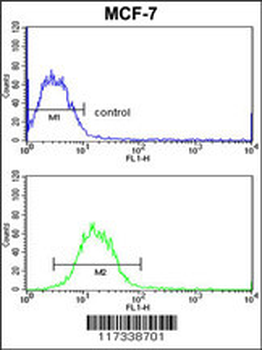 SNRPB Antibody (N-term R49)