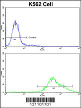 PAX3 Antibody (N-term)