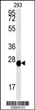 PRDX6 Antibody (Center)