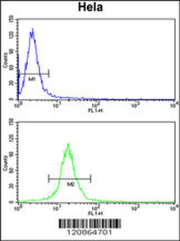 TUFM Antibody (N-term)