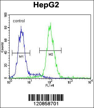 PSMD7 Antibody (C-term)