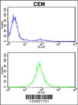 PSMD7 Antibody (N-term)