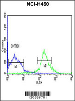 EIF3S5 Antibody (N-term)