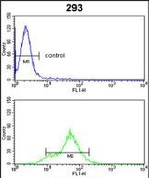 DDAH1 Antibody (C-term)