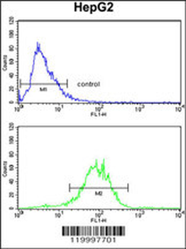 ENOB Antibody (Center)