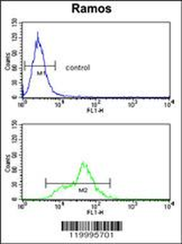 ENOA Antibody (C-term)
