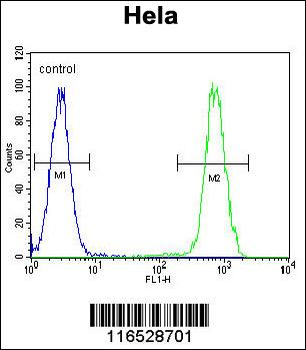 HSPA8 Antibody (C-term)