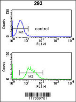 RFC3 Antibody (C-term)