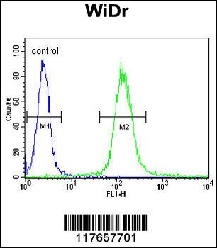 HSPD1 Antibody (C-term)