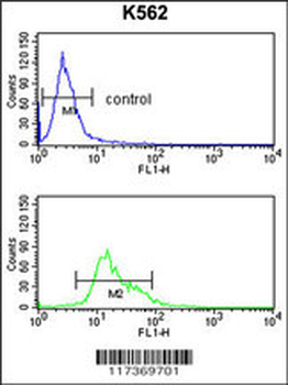 TRIP13 Antibody (N-term)