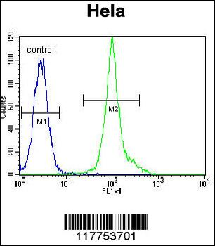 LCK Antibody (C-term)