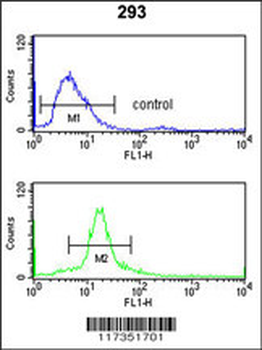 SSB Antibody (N-term)