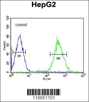 FOXP3 Antibody (Center)