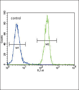 FOXP3 Antibody (C-term)