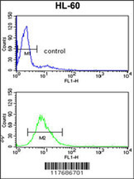 EXOSC8 Antibody (C-term)