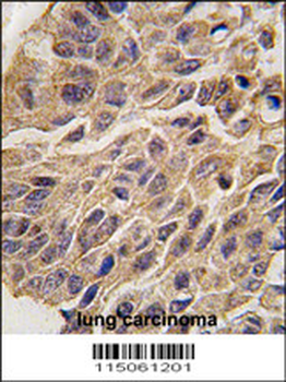INDO Antibody (C-term)