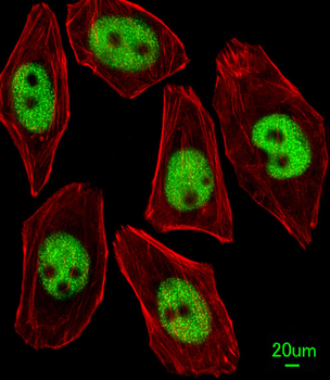 KLF4 Antibody