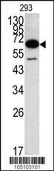 METAP2 Antibody (N-term)