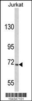 USP19 Antibody (C-term)
