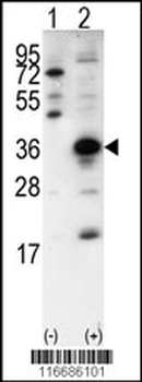 SNAI1 Antibody (N-term)