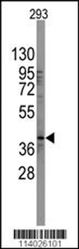 SOX2 Antibody (N-term)