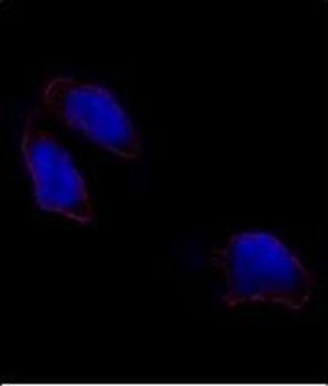 OCT4 (OCT3) Antibody (N-term)