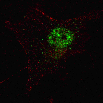 PDX1 Antibody (T11)