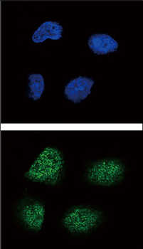 Neurogenin3 Antibody (N-term)