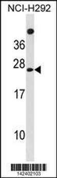 MPDU1 Antibody (C-term)