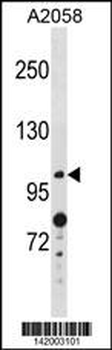 ANO4 Antibody (N-term)