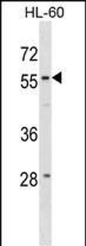 WDR21A Antibody (N-term)