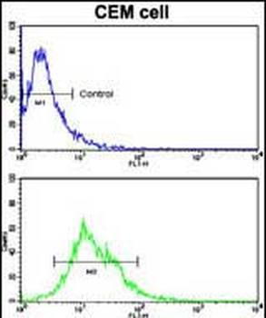 AC133 (CD133) Antibody (C-term)