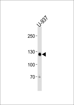 SGOL2 Antibody (Center)