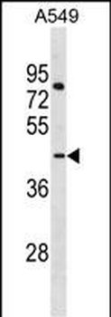 LANCL3 Antibody (C-term)