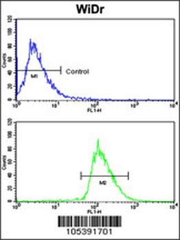 BMPR1A Antibody (N-term)