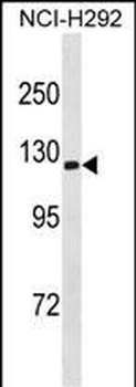 ATP1A3 Antibody (Center)